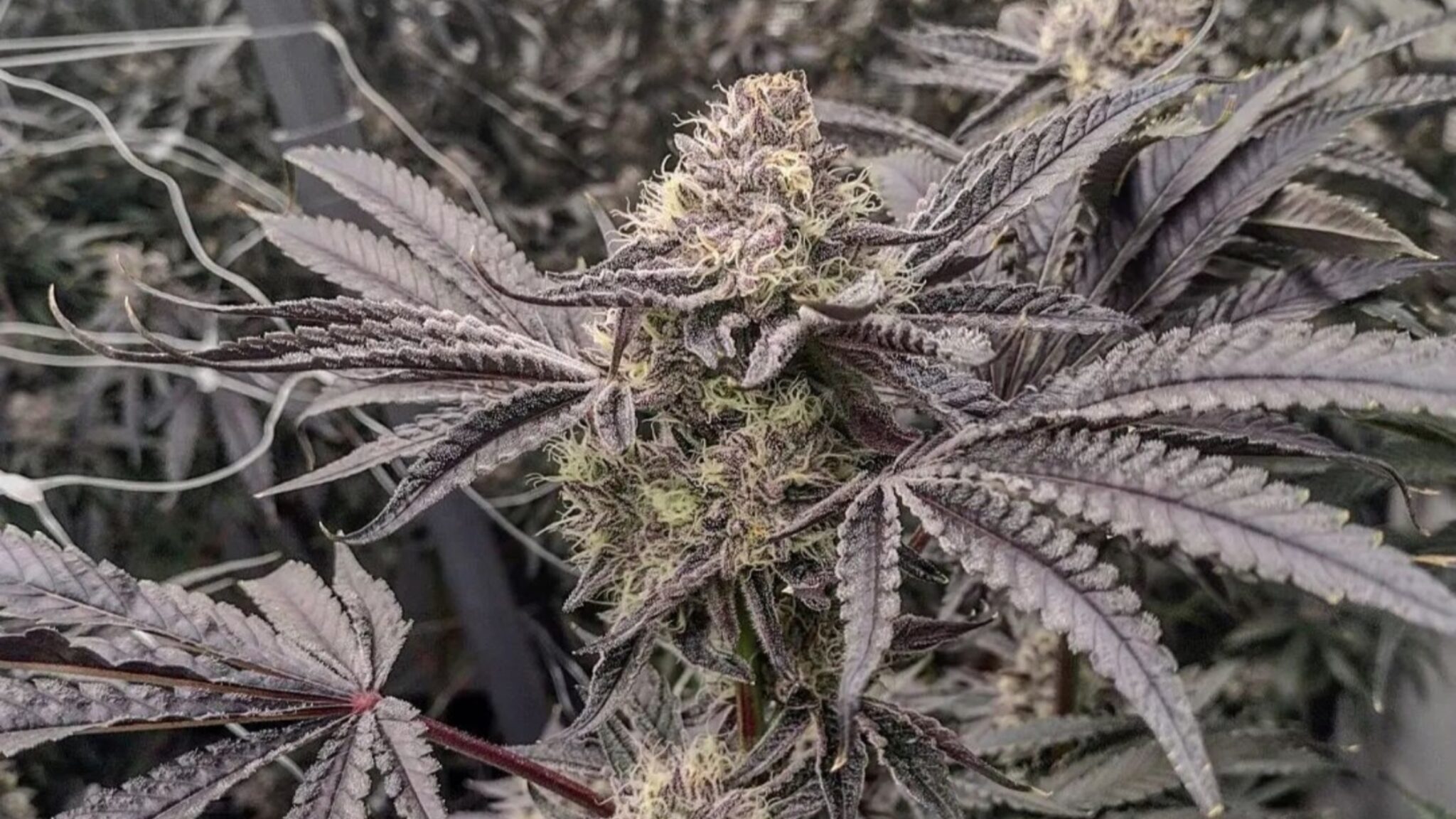 Lemon Cherry Gelato Strain Complete Review