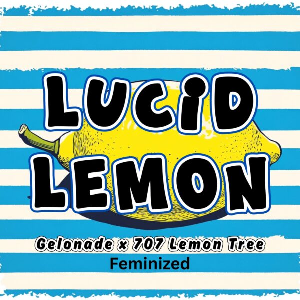 Lucid Lemon strain by Raw Genetics (Gelonade x 707 Lemon Tree)