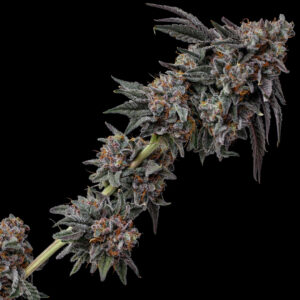 Lemon Cherry Pie Strain by Raw Genetics