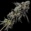 Payton's Pie Strain by Raw Genetics (Gary Payton x Georgia Pie)