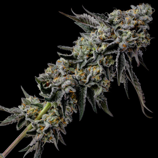 Payton's Pie Strain by Raw Genetics (Gary Payton x Georgia Pie)