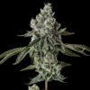 Rainbow Berries Strain by Raw Genetics (Runtz x Strawberry Fritter)