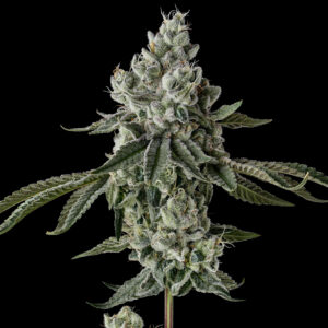 Rainbow Berries Strain by Raw Genetics (Runtz x Strawberry Fritter)