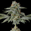 Strawberry Cherry Gelato Strain by Raw Genetics (Strawberry Fritter x LCG Strain)