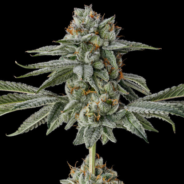 Strawberry Cherry Gelato Strain by Raw Genetics (Strawberry Fritter x LCG Strain)