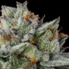 Strawberry Cherry Gelato Strain by Raw Genetics (Strawberry Fritter x LCG Strain)