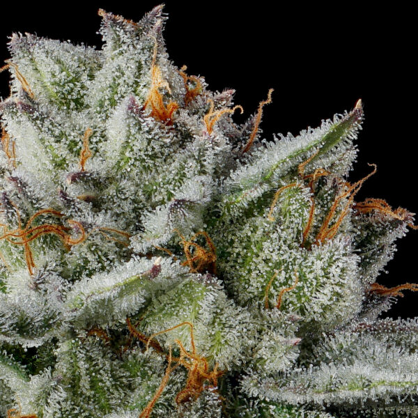 Strawberry Cherry Gelato Strain by Raw Genetics (Strawberry Fritter x LCG Strain)