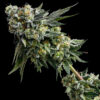 Strawberry Pie Strain by Raw Genetics (Strawberry Fritter x Georgia Pie)
