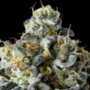 Strawberry Pie Strain by Raw Genetics (Strawberry Fritter x Georgia Pie)
