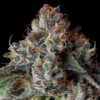 Strawberry Strudel Strain by Raw Genetics (Strawberry Fritter x Sunset Strudel)