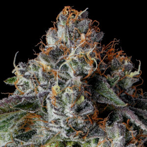 Strawberry Strudel Strain by Raw Genetics (Strawberry Fritter x Sunset Strudel)