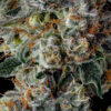 Strawberry Strudel Strain by Raw Genetics (Strawberry Fritter x Sunset Strudel)