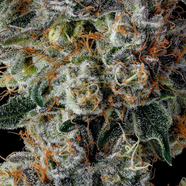 Strawberry Strudel Strain by Raw Genetics (Strawberry Fritter x Sunset Strudel)
