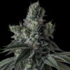 Stuffed Cherry Gelato Strain