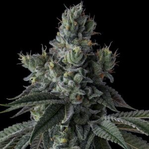 Stuffed Cherry Gelato Strain