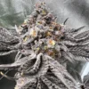 Peanut Butter Pie Strain by Raw Genetics