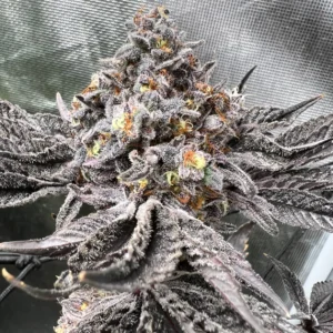 Peanut Butter Pie Strain by Raw Genetics