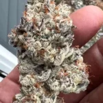 Peanut Butter Pie strain by Raw Genetics