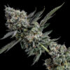 Trop Cherry Strawberry Strain