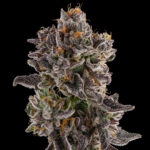Peanut Butter Pie strain by Raw Genetics