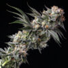 Garlic Sauce Strain by Raw Genetics (GMO x Stuffed French Toast)
