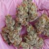 Garlic Sauce Strain by Raw Genetics (GMO x Stuffed French Toast)