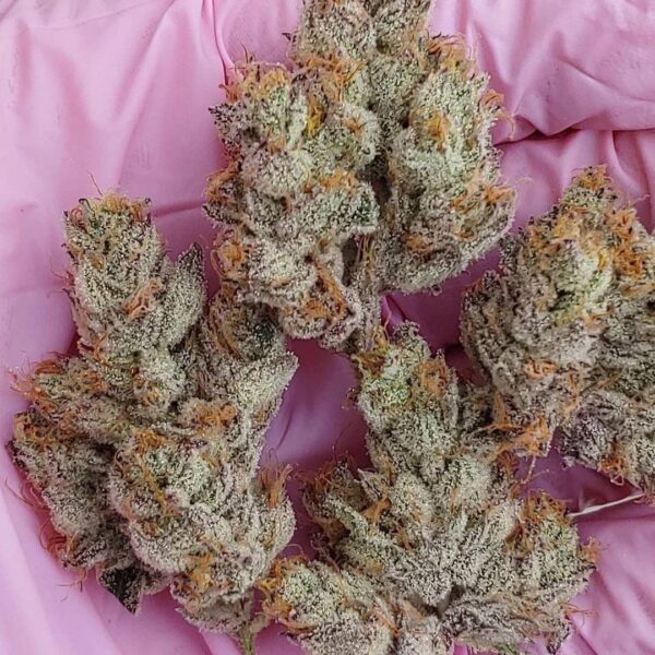 Garlic Sauce Strain by Raw Genetics (GMO x Stuffed French Toast)