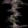Carbon Cake Strain by Raw Genetics (Carbon Fiber x Apples and Bananas)