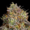 Neon Trees Strain by Raw Genetics x Pheno Addicts Seeds