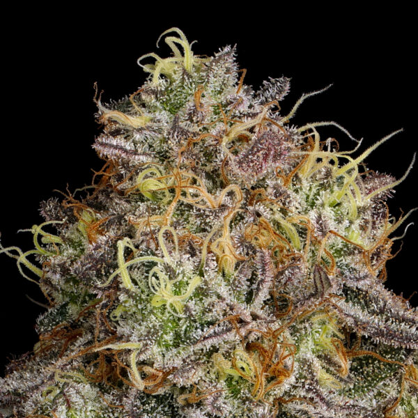 Neon Trees Strain by Raw Genetics x Pheno Addicts Seeds