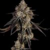 Pacific Pie Strain by Raw Genetics (Georgia Pie x Apples & Bananas)