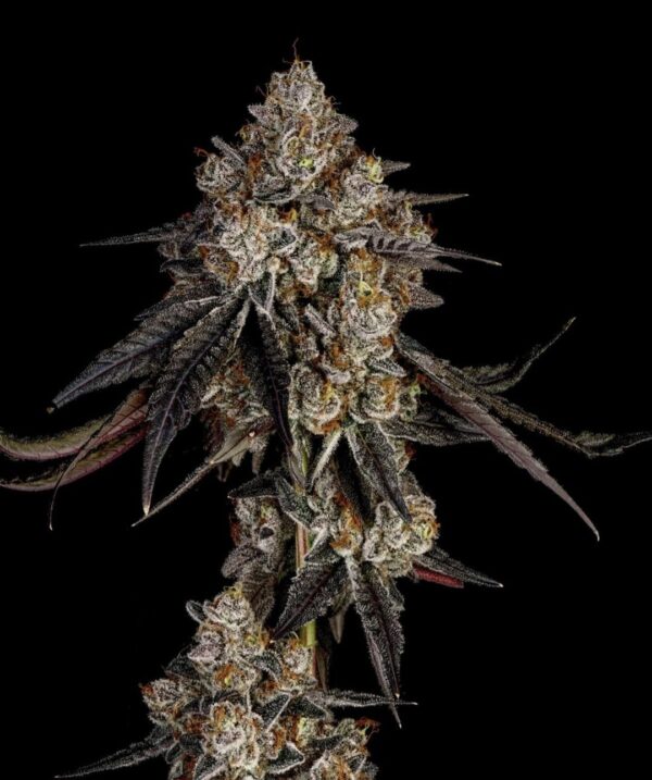 Pacific Pie Strain by Raw Genetics (Georgia Pie x Apples & Bananas)