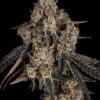 Pacific Pie Strain by Raw Genetics (Georgia Pie x Apples & Bananas)
