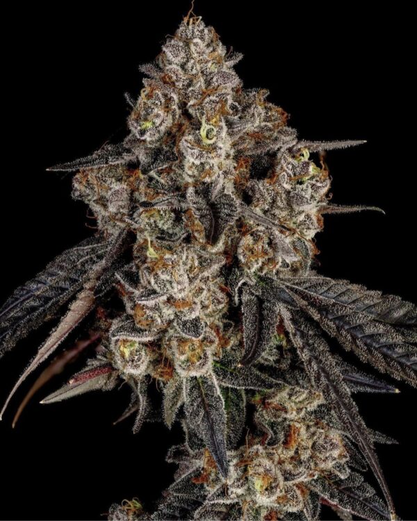 Pacific Pie Strain by Raw Genetics (Georgia Pie x Apples & Bananas)