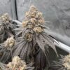 Payton's Pie Strain by Raw Genetics (Gary Payton x Georgia Pie)