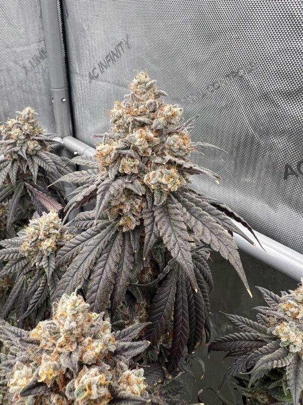 Payton's Pie Strain by Raw Genetics (Gary Payton x Georgia Pie)
