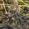 Flavor God Strain by Raw Genetics (GMO x Burnt Toast)