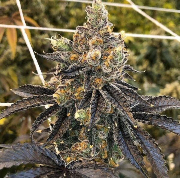 Flavor God Strain by Raw Genetics (GMO x Burnt Toast)