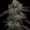 How Parental Lines Shape Flavor And Structure In Cannabis Breeding