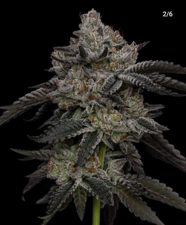How Parental Lines Shape Flavor And Structure In Cannabis Breeding
