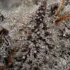 How Parental Lines Shape Flavor And Structure In Cannabis Breeding