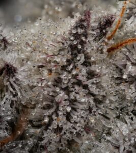 How Parental Lines Shape Flavor And Structure In Cannabis Breeding