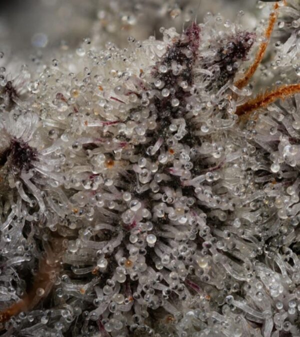 How Parental Lines Shape Flavor And Structure In Cannabis Breeding