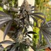 Banana Breeze Strain by Raw Genetics (Banana Tree x Zlushiez)