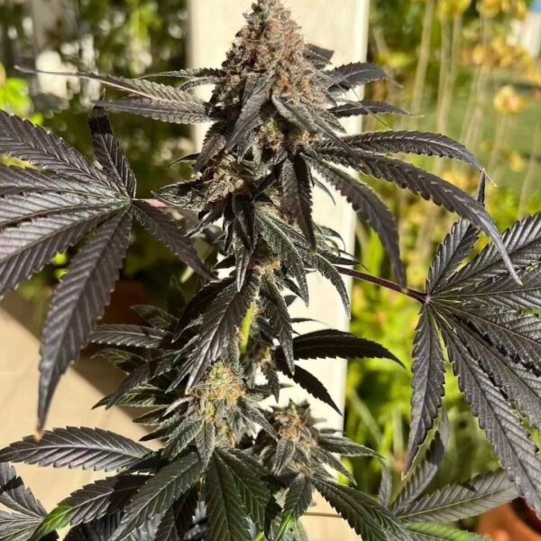 Banana Breeze Strain by Raw Genetics (Banana Tree x Zlushiez)