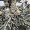 Pave S1 Strain by Raw Genetics (Pavé Strain)