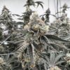 Pave S1 Strain by Raw Genetics (Pavé Strain)
