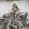 Pave S1 Strain by Raw Genetics (Pavé Strain)