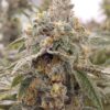 Gnarvana Strain by Raw Genetics (Z Code x Peanut Butter Pie)