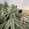 Gnarvana Strain by Raw Genetics (Z Code x Peanut Butter Pie)